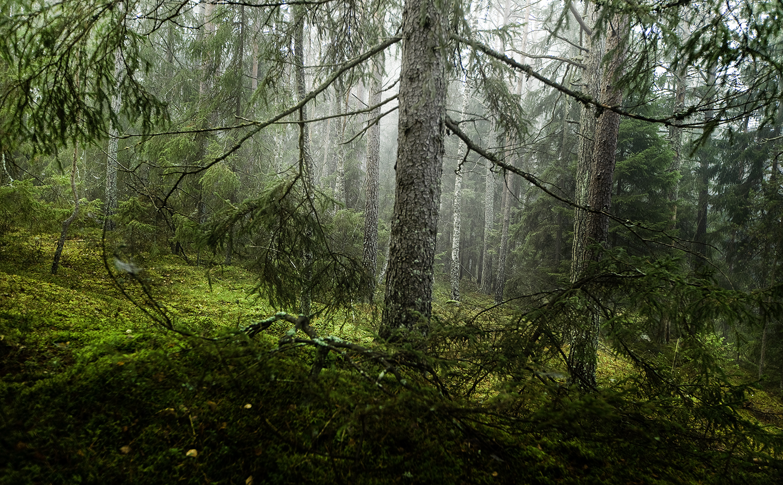 Värmland Woolterry Long Johns M